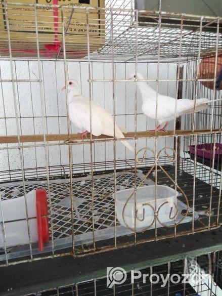 অস্ট্রেলিয়ান ঘুঘু পাখি মাস্টার পেয়ার