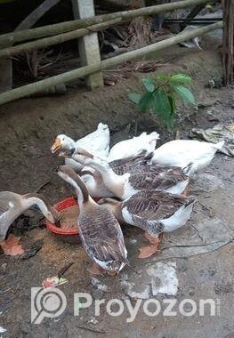 রাজহাঁস বিক্রি করা হবে