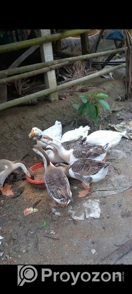 রাজহাঁস বিক্রি করা হবে