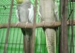 কোকাটেল পাখি