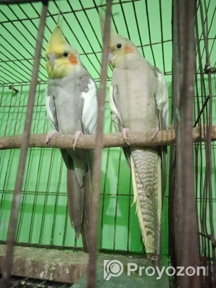 কোকাটেল পাখি