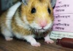 Syrian Hamster