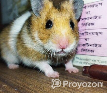 Syrian Hamster