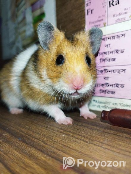 Syrian Hamster