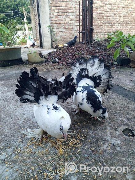 লক্ষা কবুতর