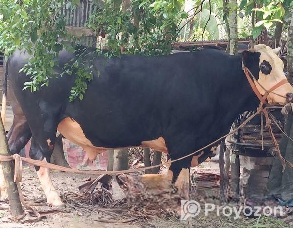 পিরোজপুরের মধ্যে সবচেয়ে বড় গরু গরুটি এসে দেখে যা