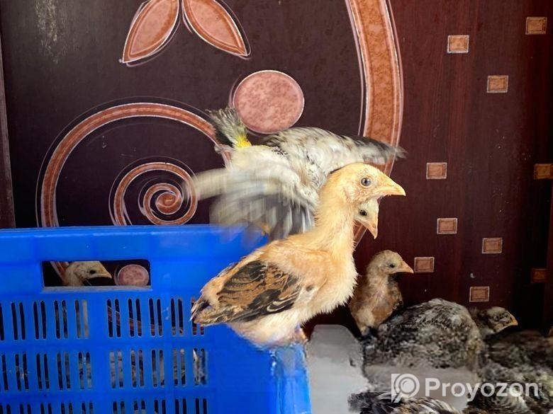 দেশি মুরগি