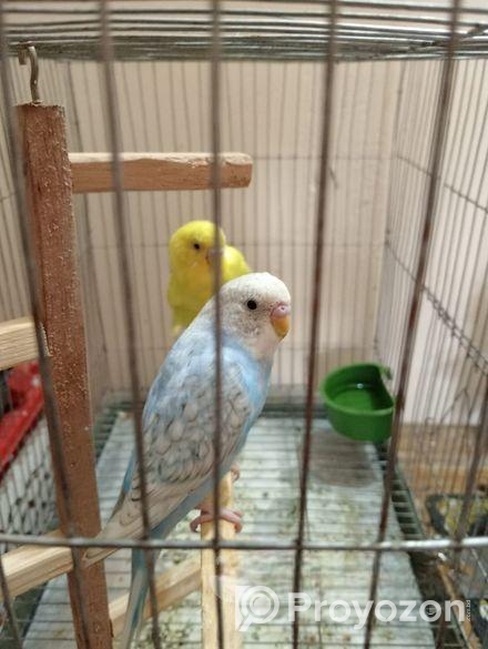 বাজিগার পাখি