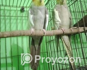 fitted-76_2025-07-27_12-26-52