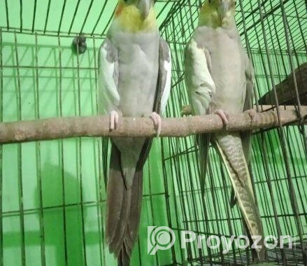 কোকাটেল পাখি