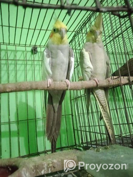 কোকাটেল পাখি