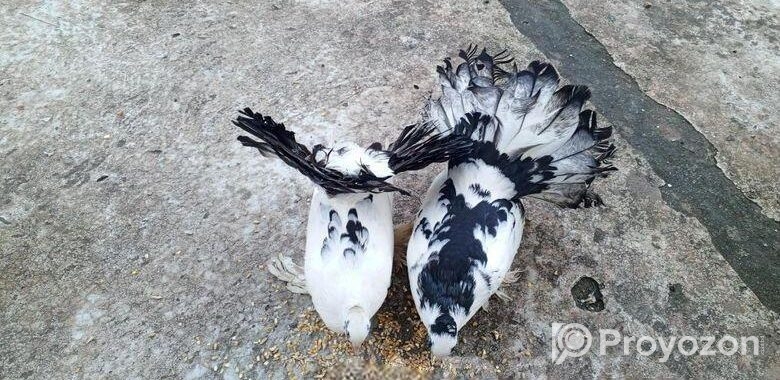 লক্ষা কবুতর