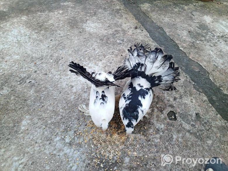 লক্ষা কবুতর