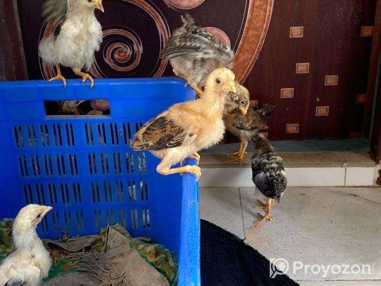 দেশি মুরগি