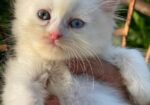 Persian cat Sell hobe