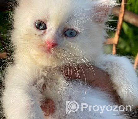 Persian cat Sell hobe