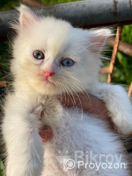 Persian cat Sell hobe