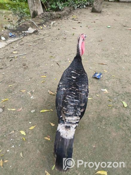 রানিং একজোড়া তুর্কি মুরগি