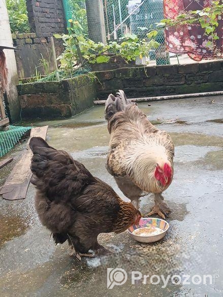 ব্রাহমা মুরগি