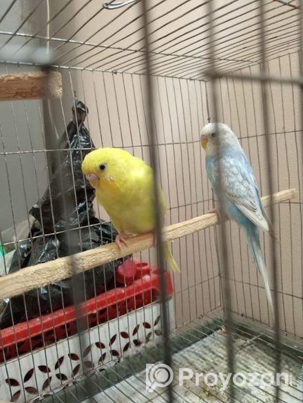 বাজিগার পাখি