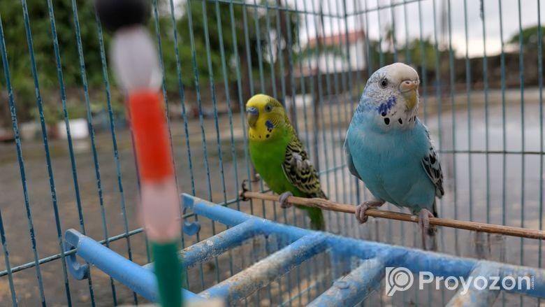 বাজরিগার পাখি বিক্রি হবে