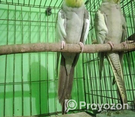 কোকাটেল পাখি