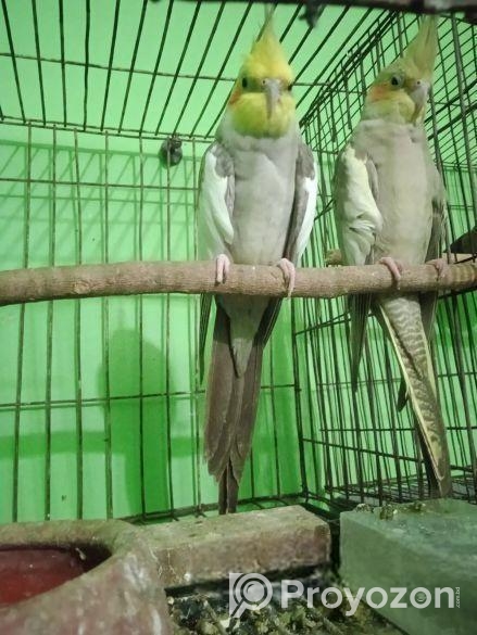 কোকাটেল পাখি