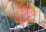 Pineapple counur