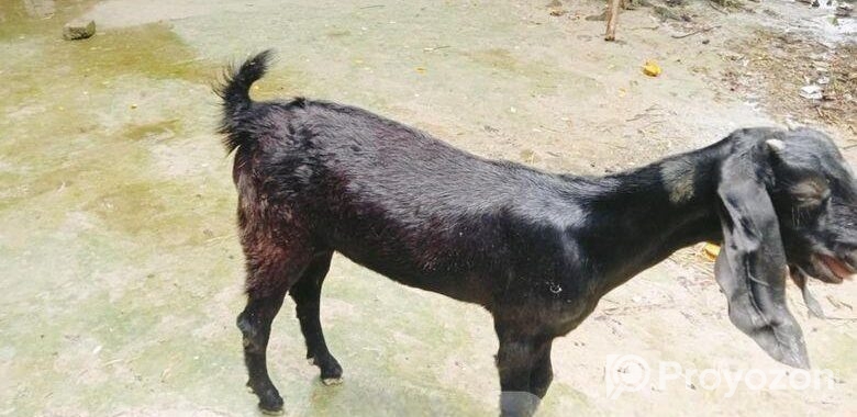 খাসির বাচ্চা