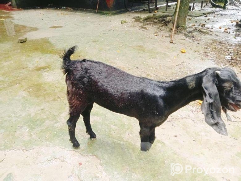 খাসির বাচ্চা