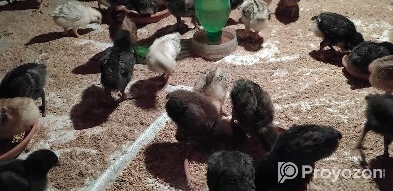 দশ দিনের মুরগির বাচ্চা বিক্রয় হবে।
