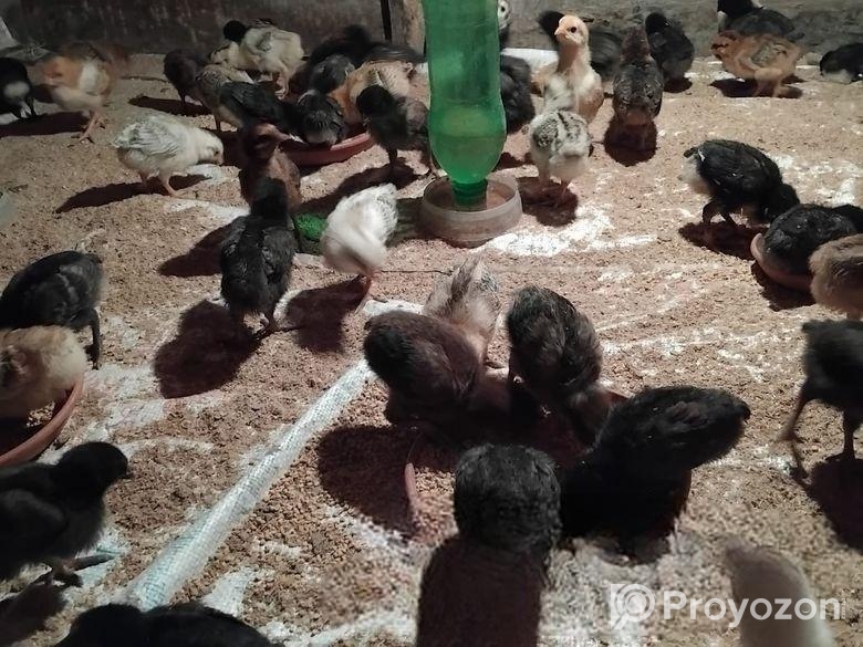 দশ দিনের মুরগির বাচ্চা বিক্রয় হবে।