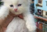Persian cat Sell hobe