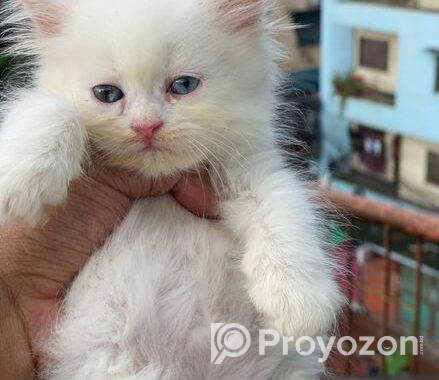 Persian cat Sell hobe