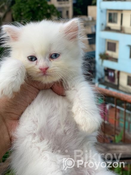 Persian cat Sell hobe