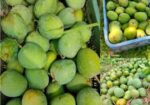 ফরমালিন মুক্ত আম