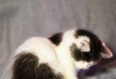 Persian Male Calico