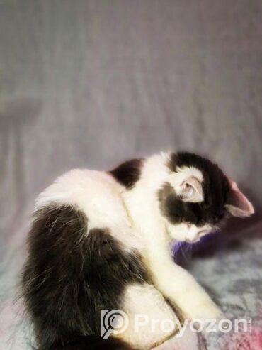 Persian Male Calico
