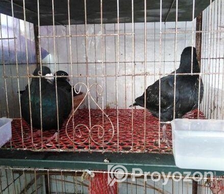 জার্মানি ব্ল্যাক বিউটি হোমা মাস্টার পেয়ার
