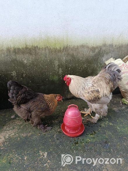 ব্রাহমা মুরগি