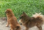 Dog For Sell