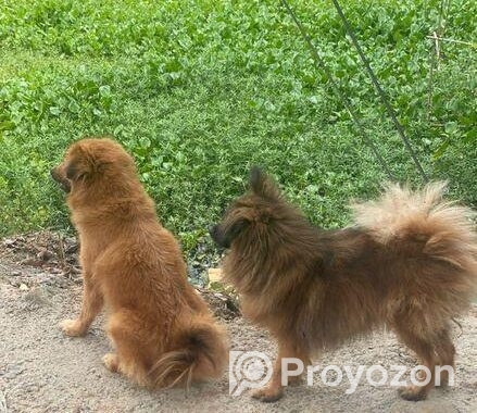 Dog For Sell