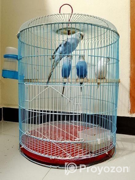 বাজরিগার পাখি