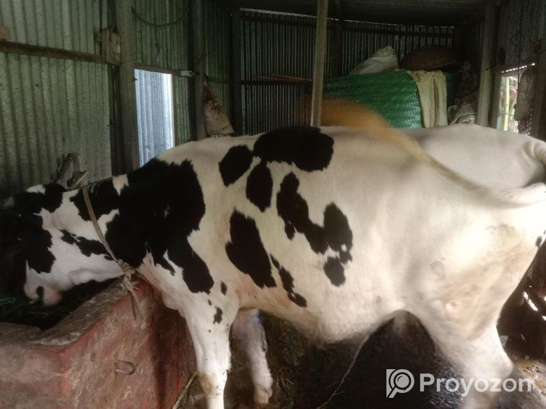 একটা গরু আছে বিক্রি করব