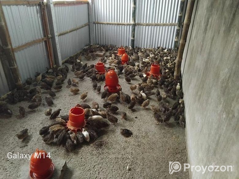 কোয়েল পাখি