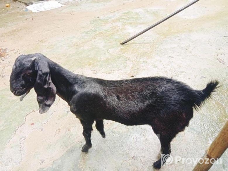 খাসির বাচ্চা