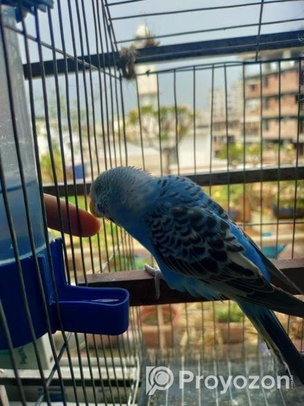 বাজরিকার পাখি