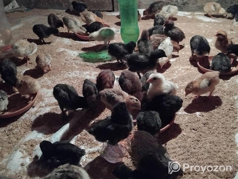 দশ দিনের মুরগির বাচ্চা বিক্রয় হবে।