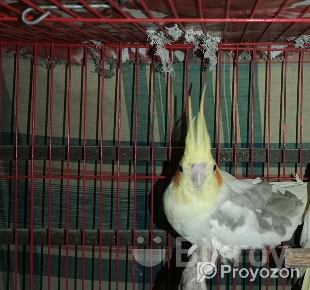 ককাটেল মেল সেল হবে