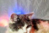Persian Male Calico